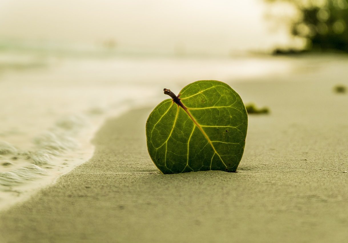 beach-394503_1280